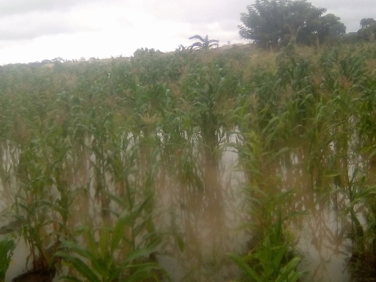 Damages done by an over flooding river on my maize farm