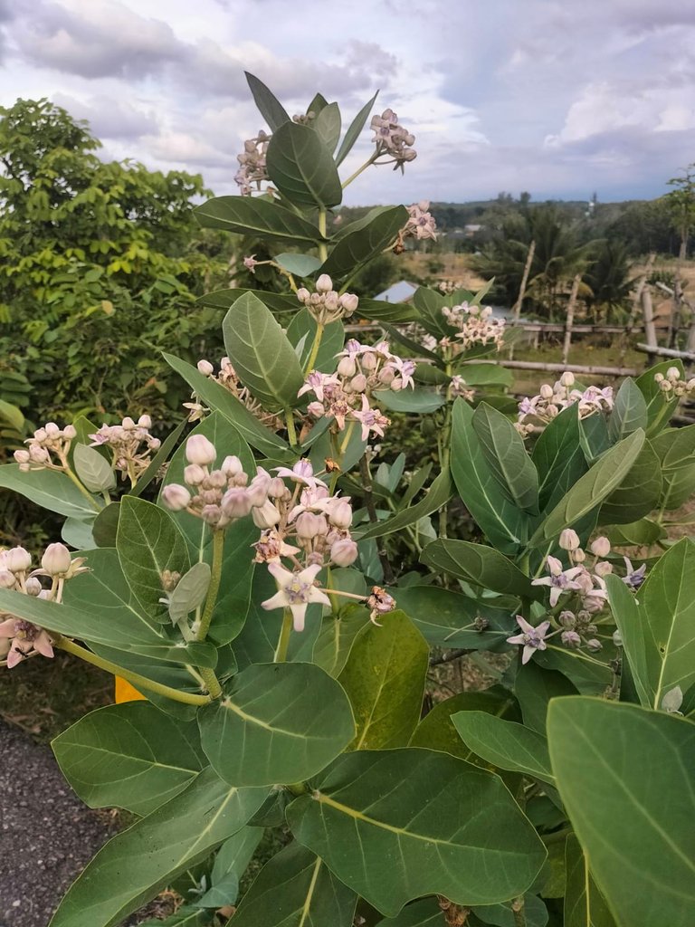 WhatsApp Image .jpg 2.jpg
