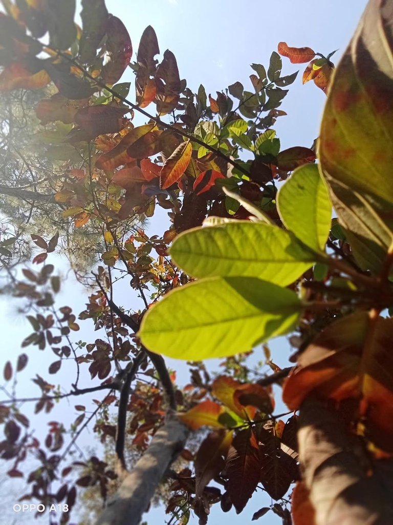 IMG_20250503_204955_195.jpg