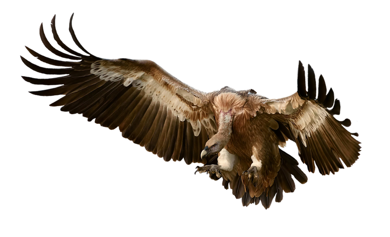 vulture2761311_1280.png