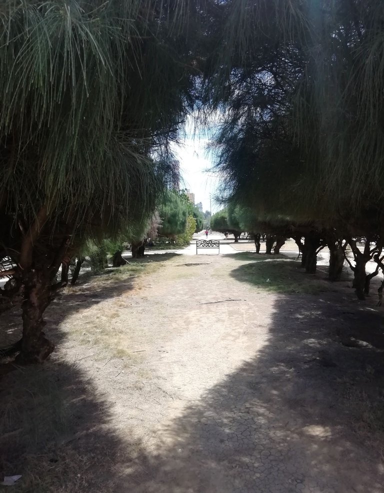 Si Paseo arboles.jpg