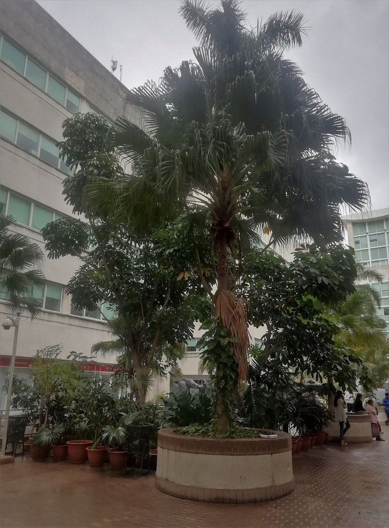 jardines.jpg