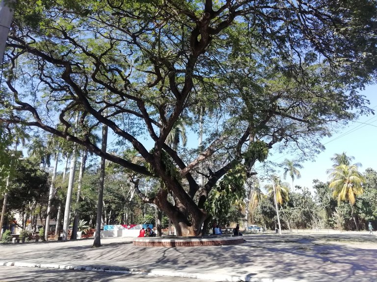 Arbol Grande solo Si.jpg