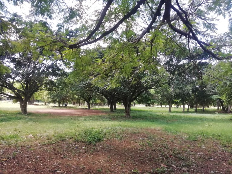 Si Parque Arboles.jpg