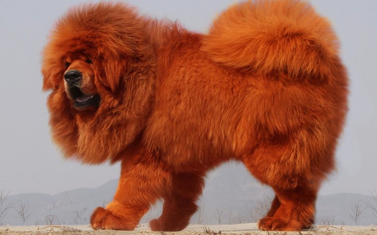 tibetan-mastiff-4k-fluffy-dog-brown-tibetan-mastiff-pets.jpg