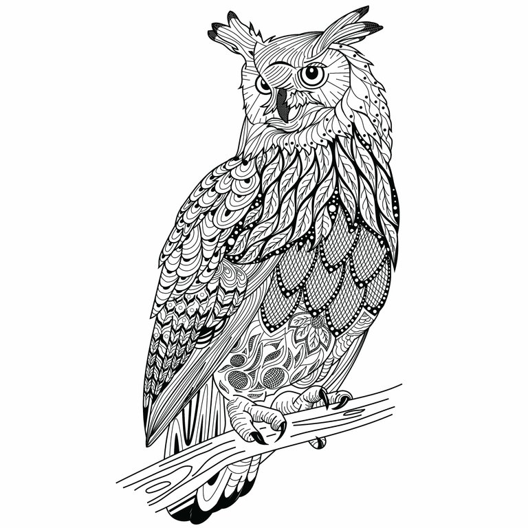 Barn owl.jpg