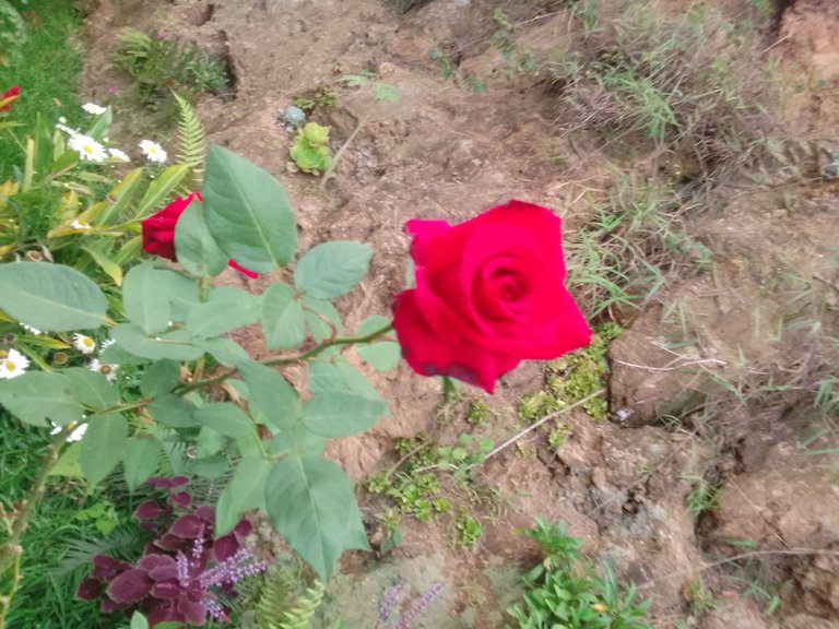 IMG_20240828_183718_598.jpg