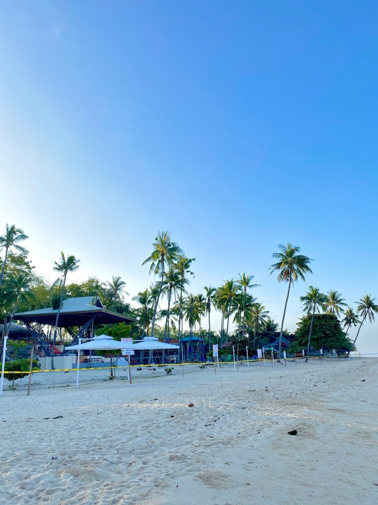 A panoramic view of the beach showcasing tall coconut trees and beach huts
