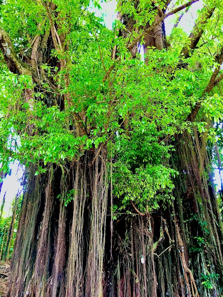 The centuries-old Balete tree stands tall. It's long thick vines extend 