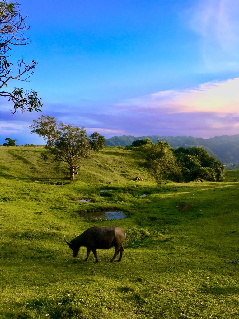 The majestic carabao can be seen grazing the green meadows. Its horns attached to a thin rope pegged to the ground.
