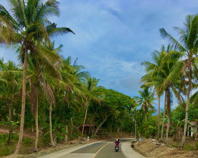Along the border of roads lies towering coconut and palm trees, giving off a tropical vibe