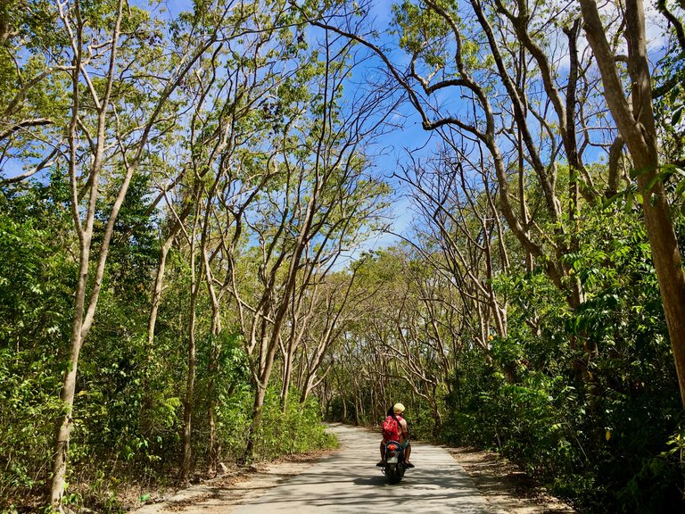 From Salagdoong beach, the drive back will greet would with more breath-taking canopies