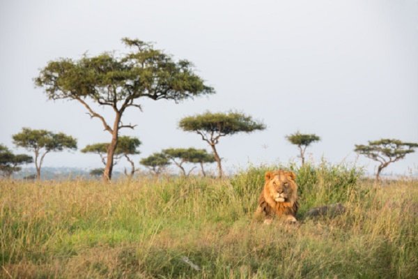 Paisje de Kenia con león.jpg