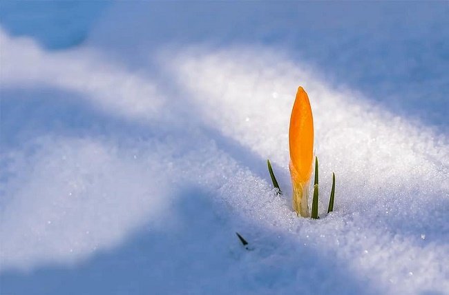 Imagen de invierno y orimavera.jpg