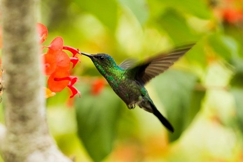 Foto colibrí en flor.jpg