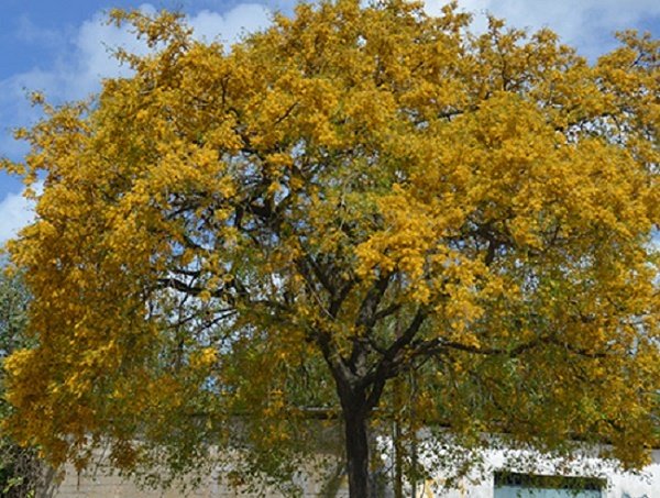 Roble.jpg