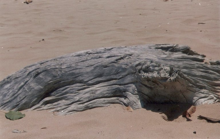 Tronco en la playa.jpg