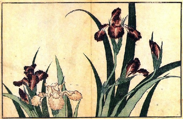 Lirios (Irises).jpg