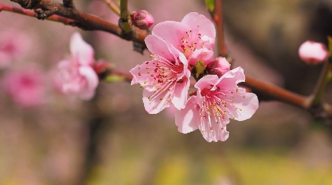 Flor de cerezo.jpg