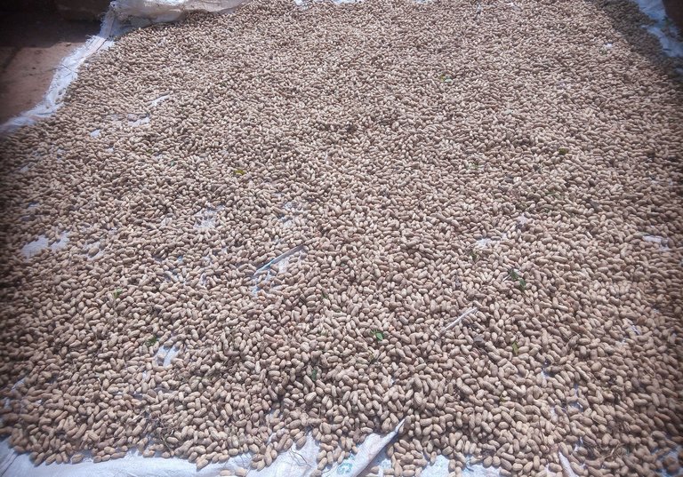 Harvesting my Groundnut and the implication of late Harvesting 