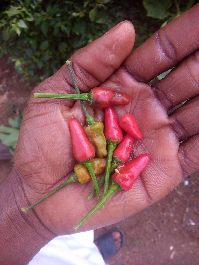 Morning Walk on my garden//  Peppers, Tomatoes, Okra blooming on the farm.