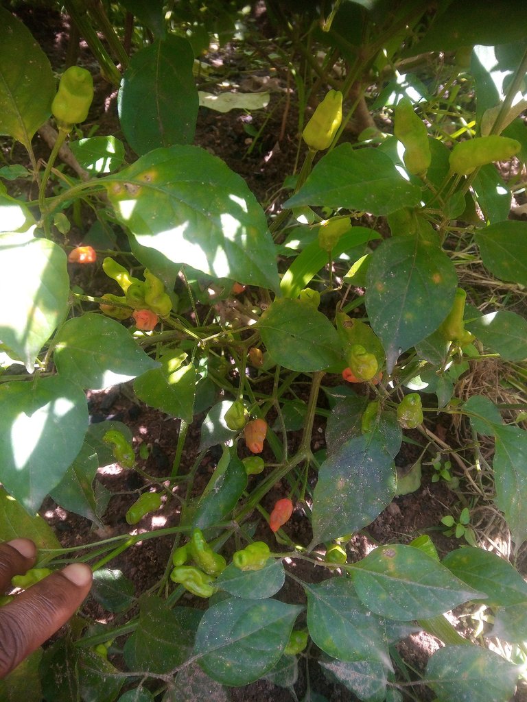 IMG_20250807_130121.jpg