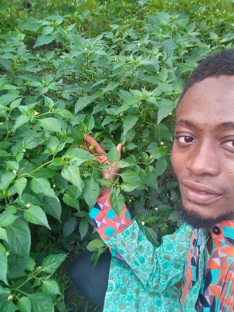 Checking my garden and planting a new plant (Tamarind plant )