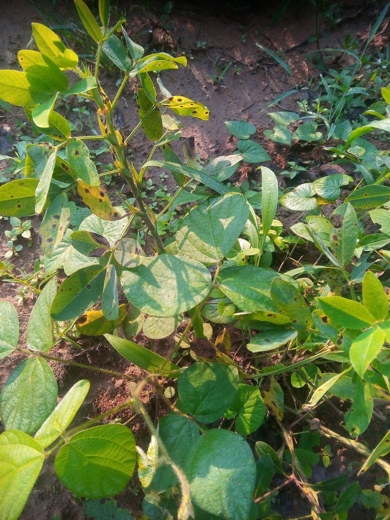IMG_20250819_071438.jpg