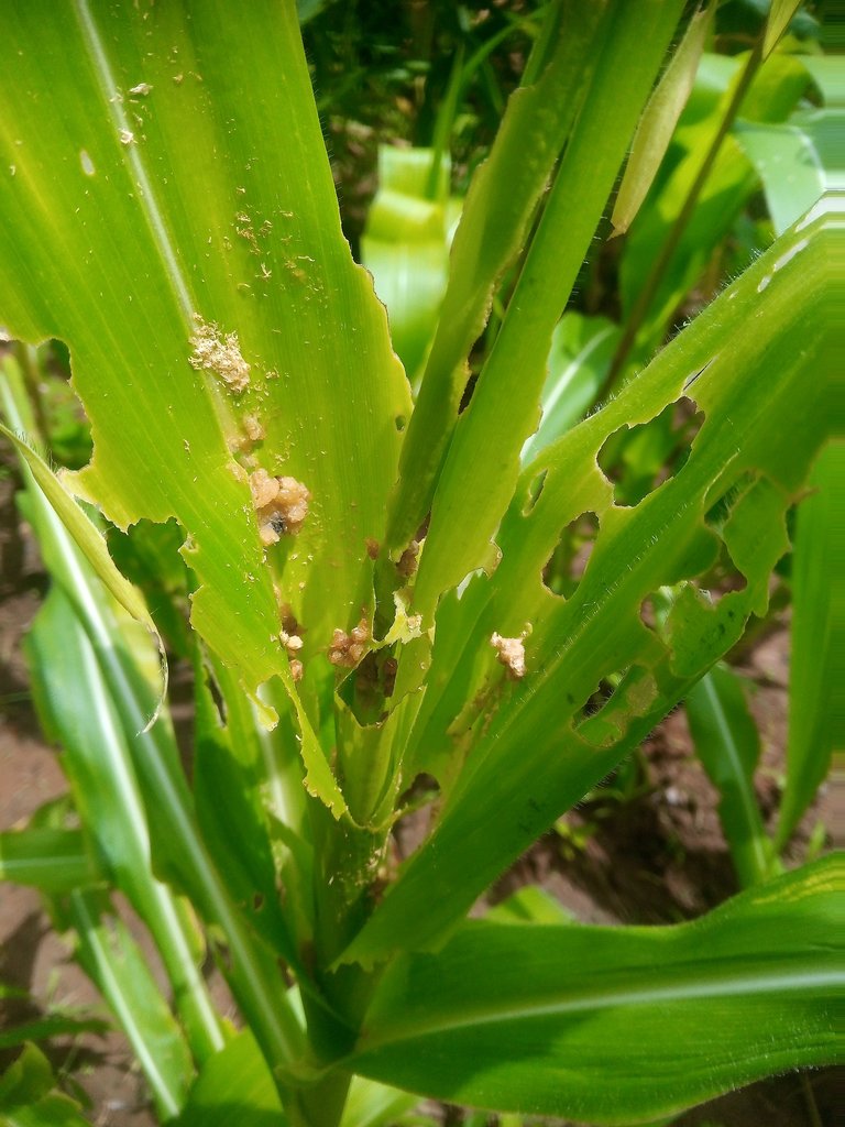Climate Change and Pest Increase in farm