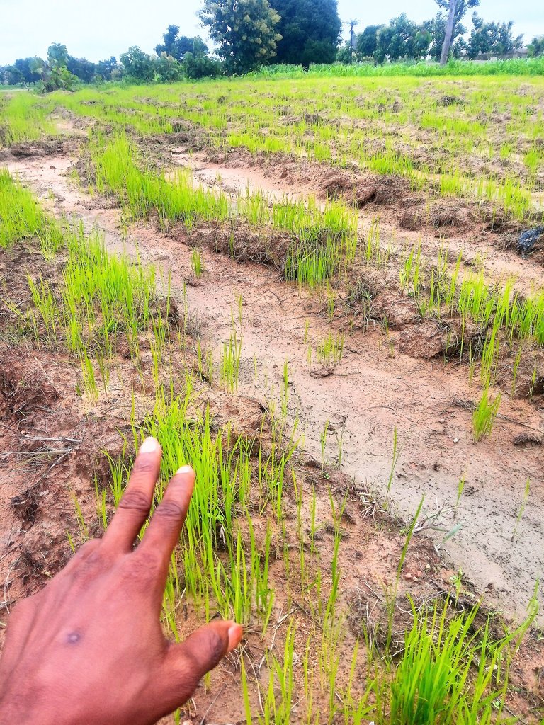A Visit to my Rice Farm 