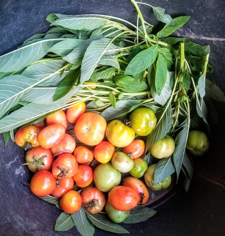 My Garden//The Joy of having it directly behind my backyard 