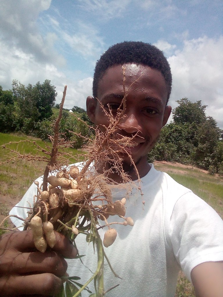 My Groundnut and Maize Crops Ready to be Harvested 
