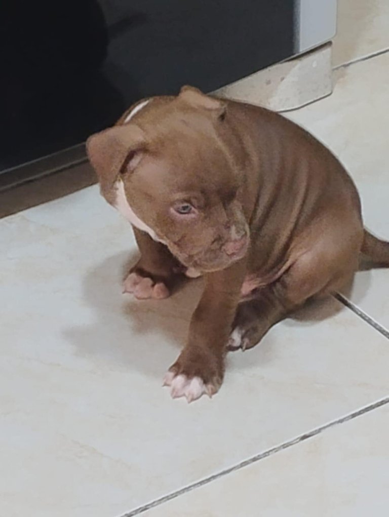 THEY ABANDONED A PUPPY OF DOG AT MY WORK / ABANDONARAM UM FILHOTE DE CACHORRO NO MEU TRABALHO (EN/PT)