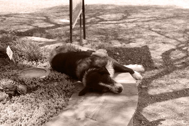 Perro 1.png