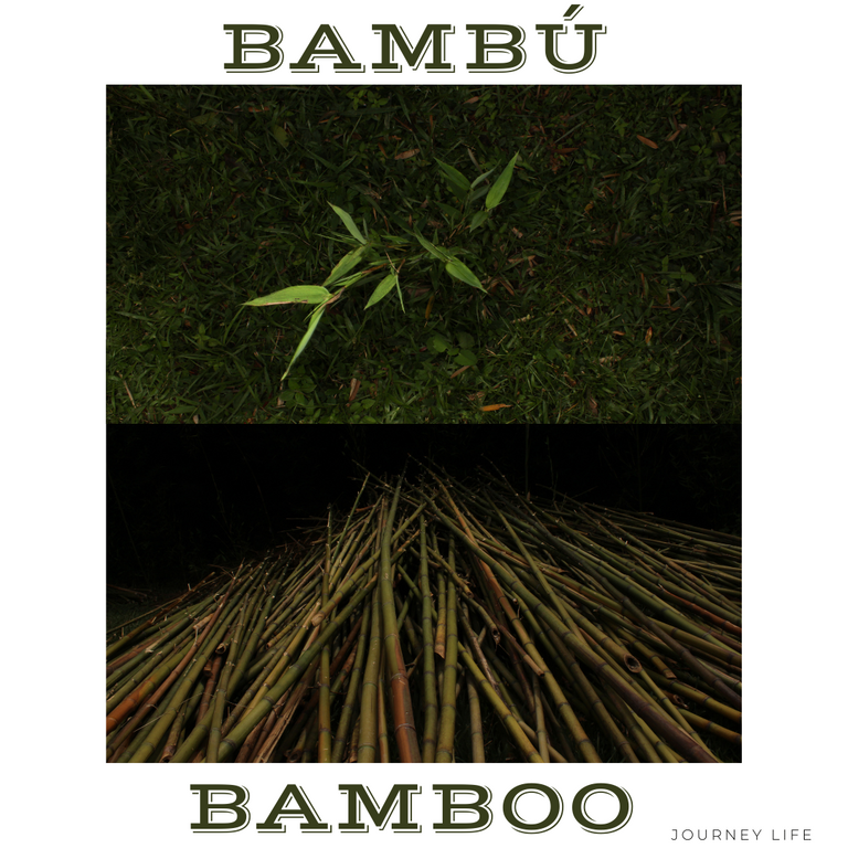 Bambú.png