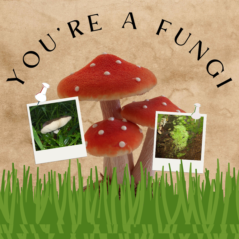Fungi Mushroom Cottagecore Aesthetics Instagram Post .png