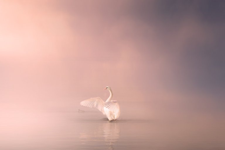 swan-4170400_1280.jpg