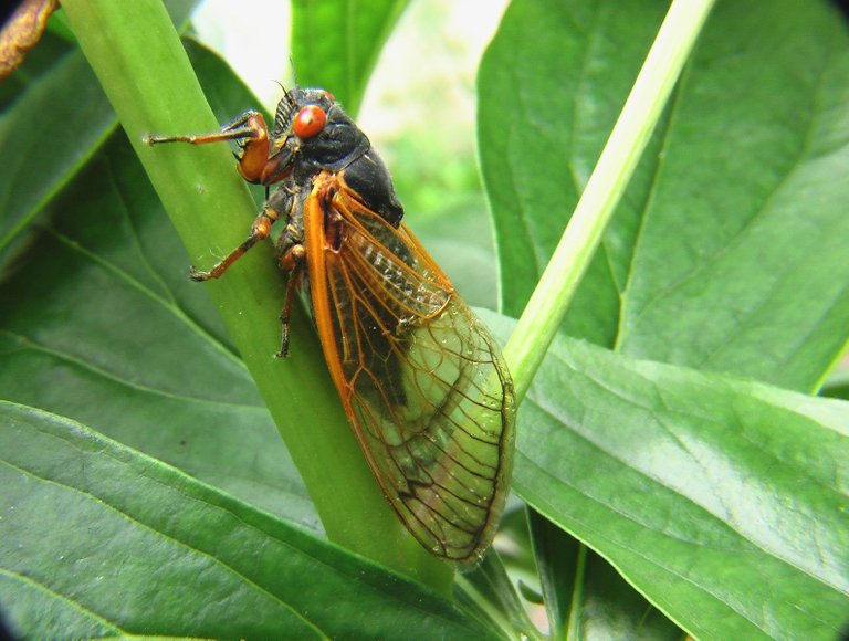 nature-fly-insect-bug-invertebrate-pest-1372391-pxhere.com.jpg