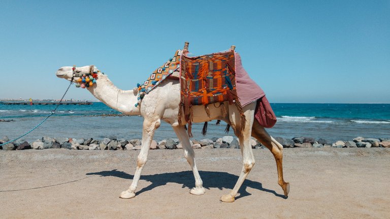 free-photo-of-camel.jpeg