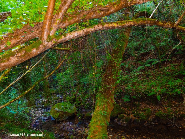 Asturias septiembre 2012 554_edited.jpg