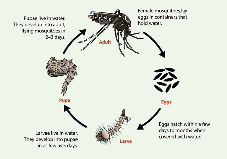 Aedes-life-cycle.jpg