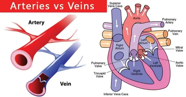 Differences-between-Arteries-and-Veins.webp