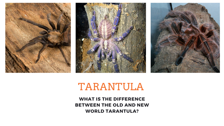 tarantula.png