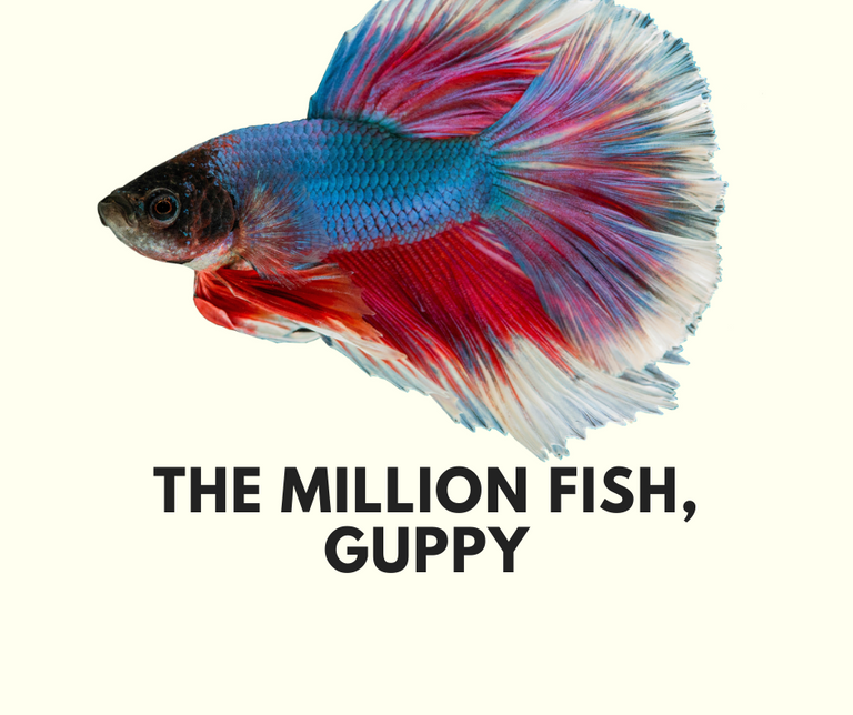 guppy.png