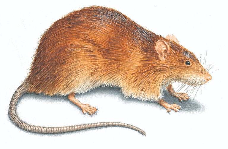 norway-rat-illustration_1855x1218.jpg