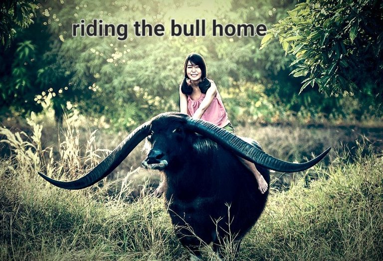 buffalo-1822658_1280.jpg