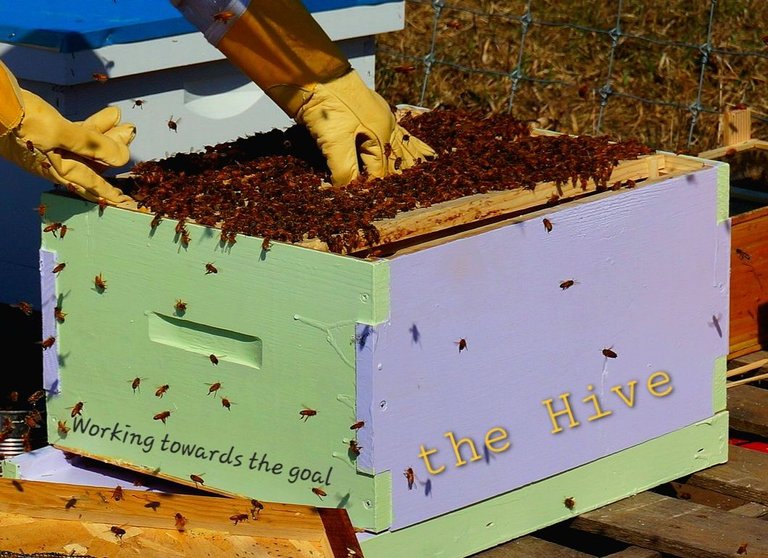 beekeeping-1537156_1280.jpg