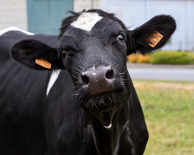 cow2 pixa.jpg