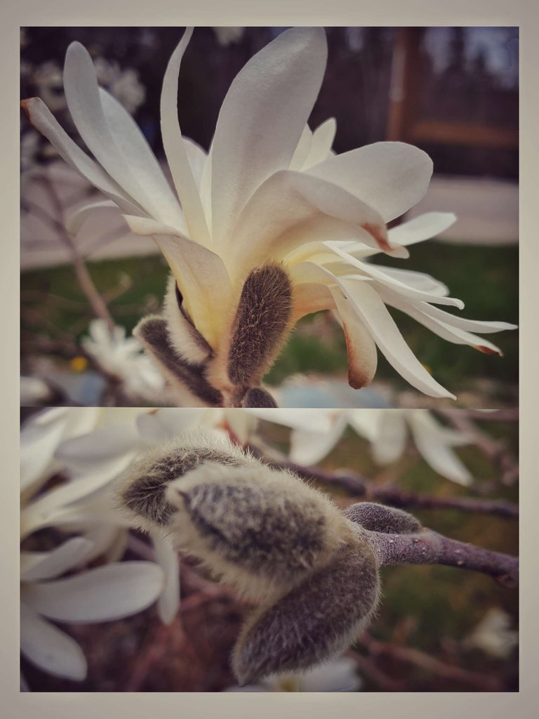 magnolia.jpeg