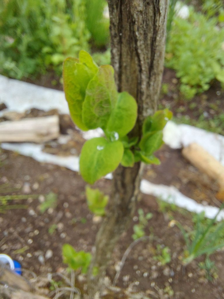 20250619_155956.jpg